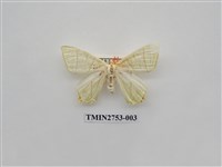 藏品(尺蛾321)的圖片